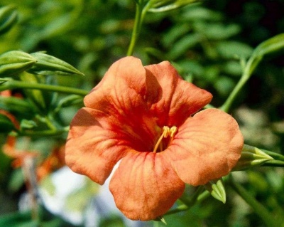 Кампсис Госпожа Гален (P-9)