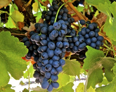 Виноград "Макси Черный "