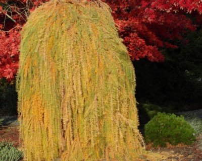 Лиственница Европейская "Пендула" (штамбовая форма)