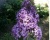 Буддлея Давида "Эмпайр Блю" (Empire Blue)