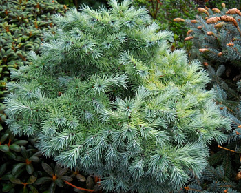 Лиственница японская "Блю Болл"