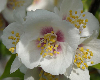 Чубушник "Бель Этуаль"