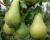 Груша колоновидная "Богатырь"