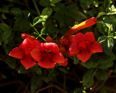 Кампсис Фламенко(P-9)