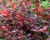 Барбарис Тунберга "Atropurpurea" Барбарис Тунберга "Atropurpurea"
