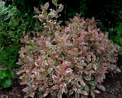 Вейгела цветущая "Monet"