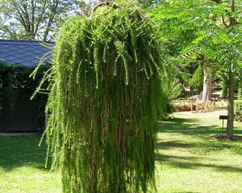 Лиственница Европейская "Пендула" (штамбовая форма)