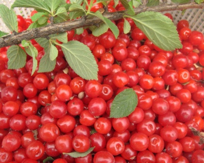 Вишня войлочная "Детская"