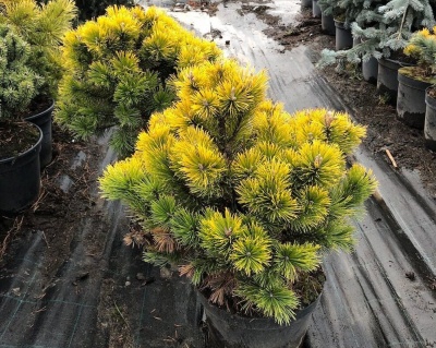 Сосна горная "Винтер Голд"