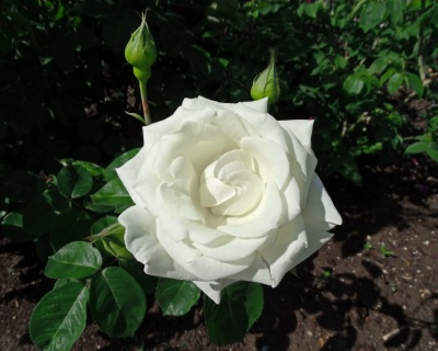 Спрей-роза «Сноу Денс»