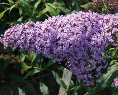 Буддлея Давида "Гулливер" (Gulliver)