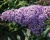 Буддлея Давида "Гулливер" (Gulliver)