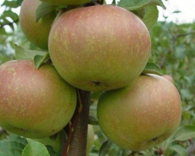 Яблоня "Вербное"