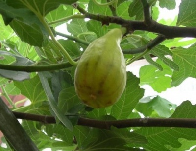 Инжир "Далматский"