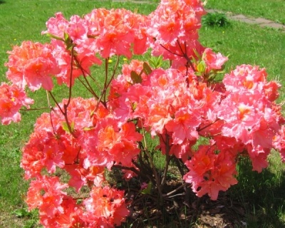 Азалия крупноцветковая "Сарина"