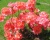 Азалия крупноцветковая "Сарина"