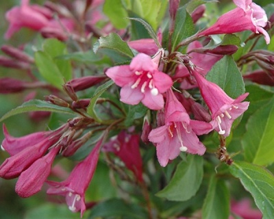 Вейгела цветущая "Rumba"