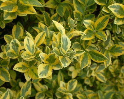 Бирючина овальнолистная "Ауреум"