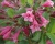 Вейгела цветущая "Rumba"