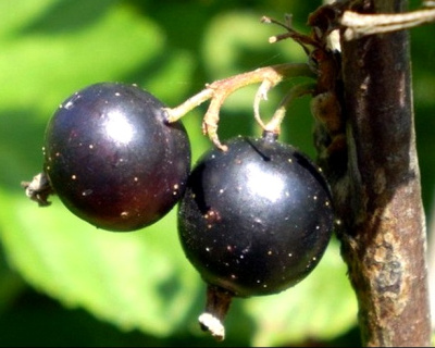 Смородина "Память Вавилова"