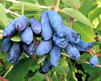 Жимолость "Ленинградский великан"