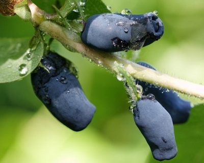 Жимолость "Сластена"