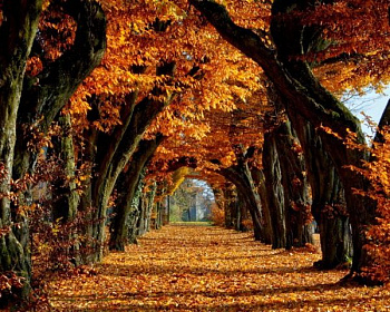 Бук лесной (европейский)