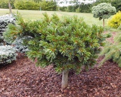 Сосна горная "Беран" (штамбовая форма)