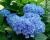 Гортензия крупнолистная Эрли Блю (Early Blue) Гортензия крупнолистная Эрли Блю (Early Blue)