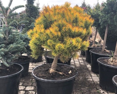 Сосна горная "Офир" (штамбовая форма)