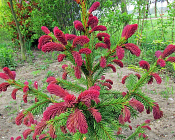 Ель обыкновенная "Рыдал"