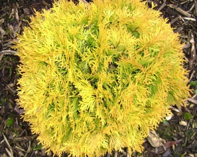 Туя западная "Амбер Глоу"