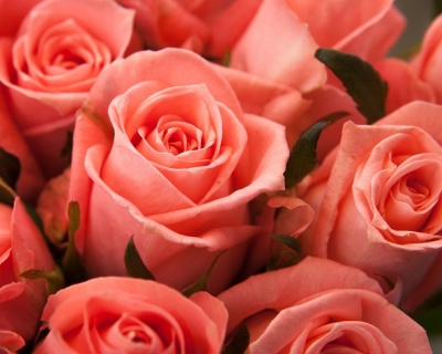 Роза Чайно-Гибридная «Карина» 