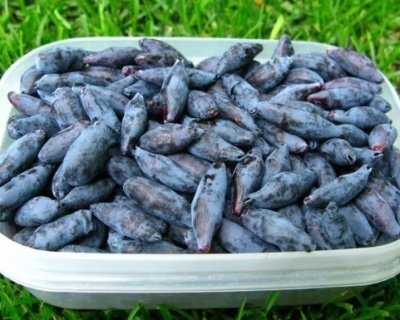 Жимолость "Бакчарский великан"