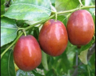 Зизифус "Коктебель"