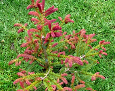 Ель обыкновенная "Рыдал"