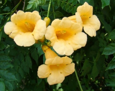 Кампсис Флава (P-9)