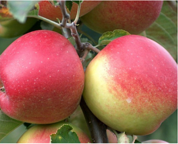 Яблоня "Ветеран"