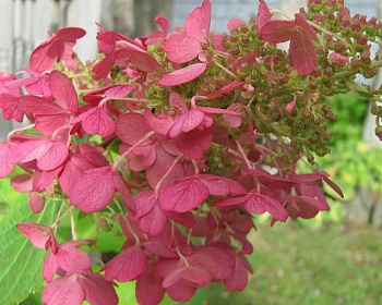 Гортензия метельчатая "Прим Ред" (PRIM'RED)