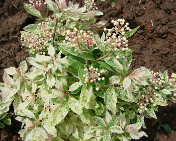 Спирея вангутта "Пинк айс"
