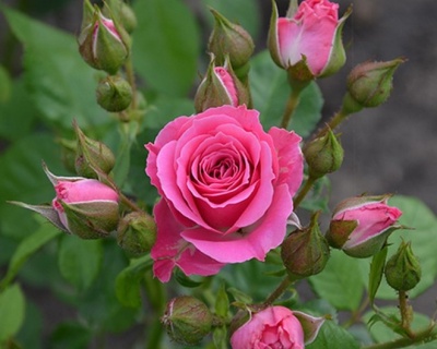 Спрей-роза «Лавли Лидия» 