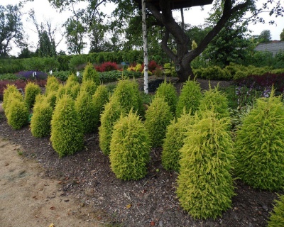 Можжевельник обыкновенный "Голд Кон"