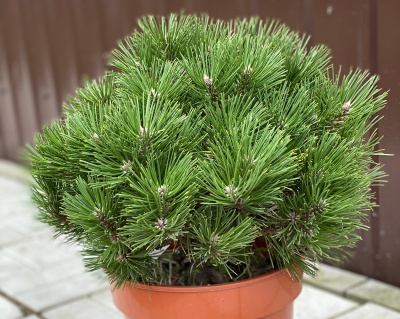 Сосна черная "Глобоза"