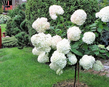 Гортензия древовидная Анабель (штамбовая форма)
