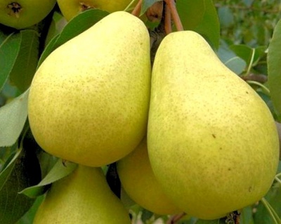 Груша колоновидная "Медовая"