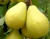 Груша колоновидная "Медовая"