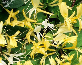 Жимолость японская "Халиана" (P-9)