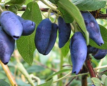 Жимолость "Камчадалка"