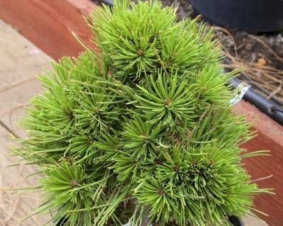 Сосна Гельдрейха "Сателлит"