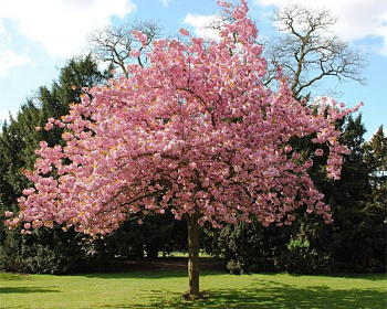 Черемуха красная "Колората"